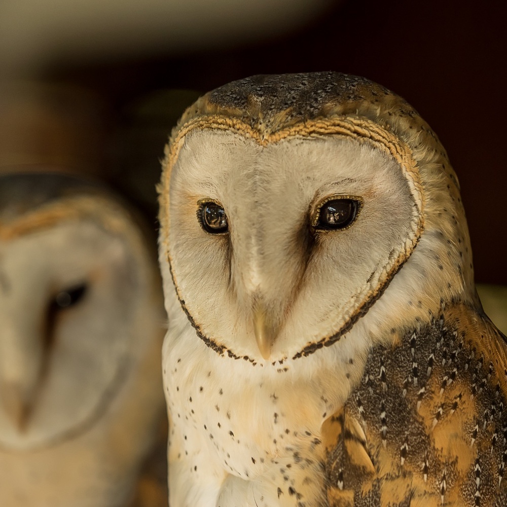 Meet your Posher, Judith